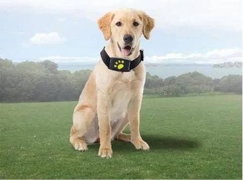 Pet Wearables: Discover the Latest Devices, Features & Buying Tips